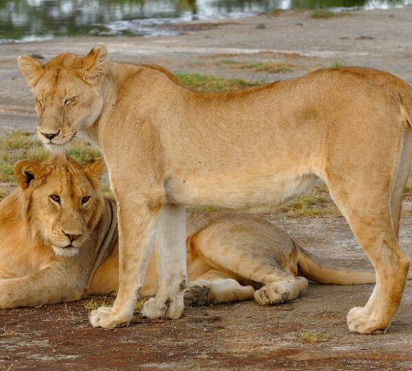 7-Days-Tanzania-Affordable-Big-Five-Safari-600x540 (1)