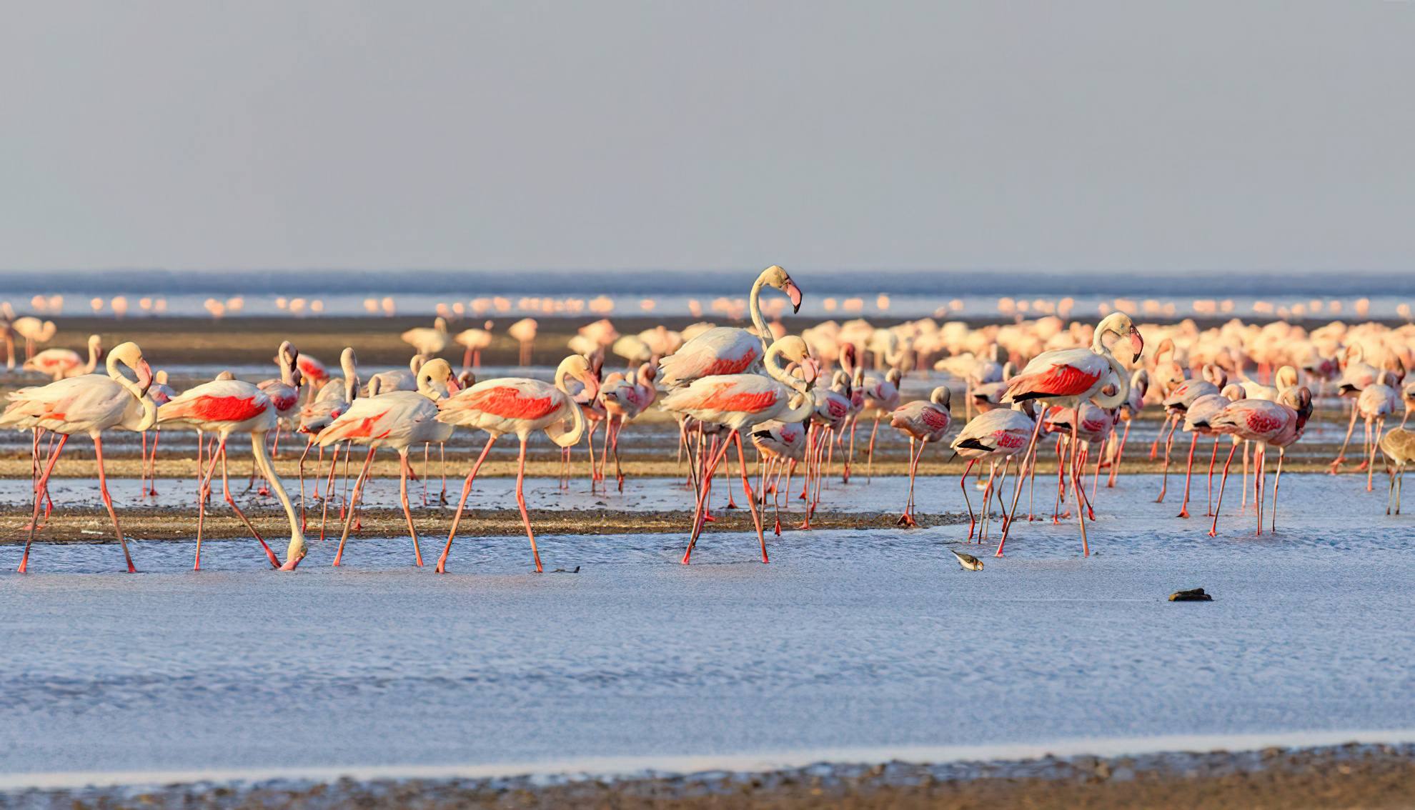 Lesser_Flamingos_Lake_Natron_01