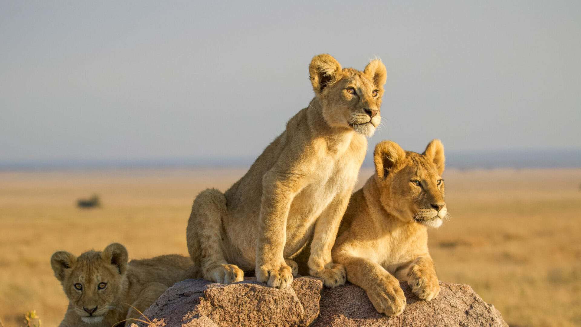 Lion-Cubs-in-Serengeti-e1738252183845-1920x1080